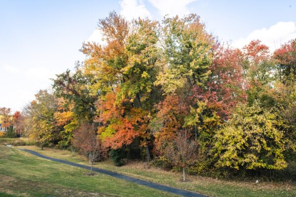 Colorful autumn trees line a winding path