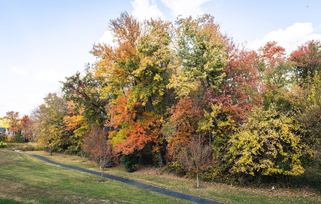 Colorful autumn trees line a winding path