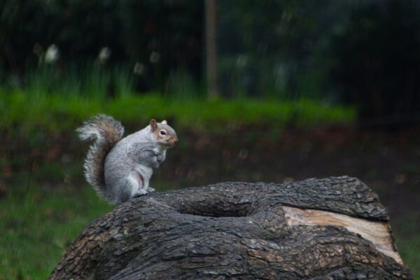 a squirrel sitting on top of a tree trunk