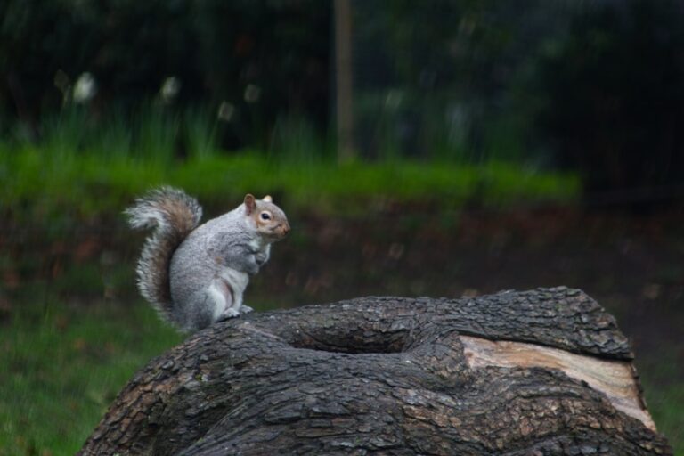 a squirrel sitting on top of a tree trunk