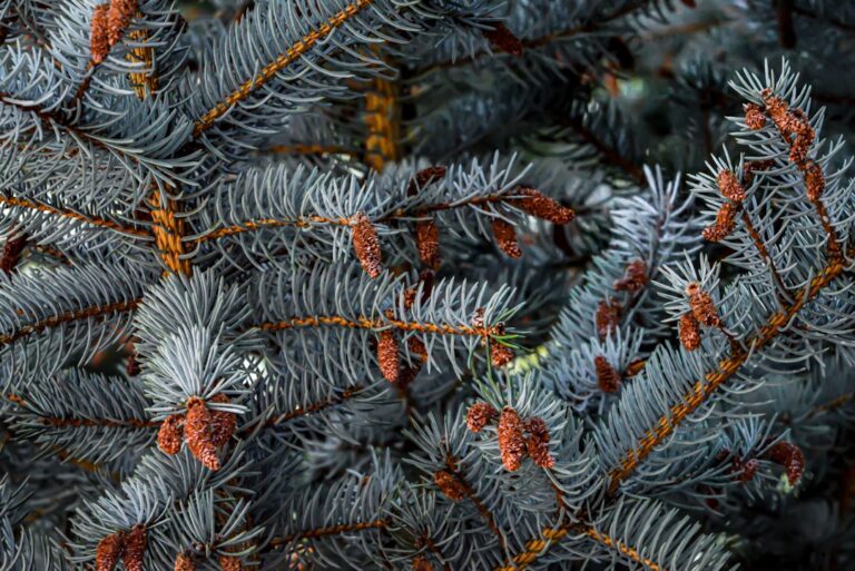A close up of a pine tree with red berries