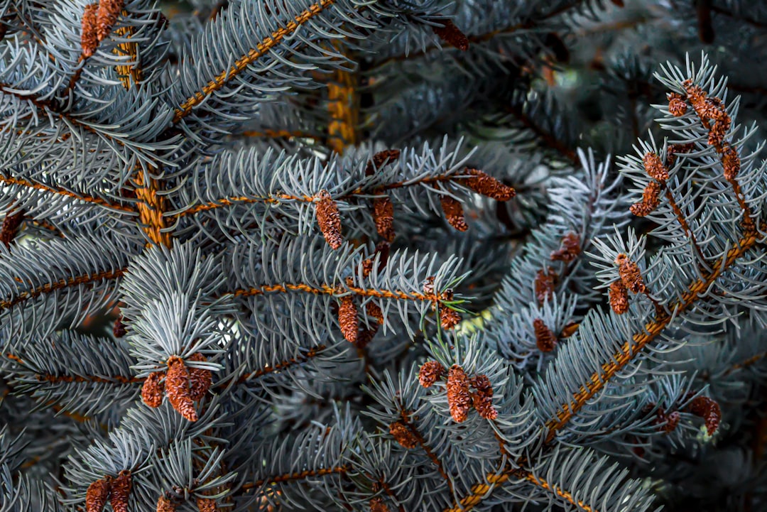 A close up of a pine tree with red berries