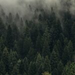 aerial view of pine trees in mist