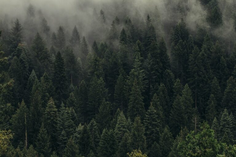 Local Man Discovers Trees Have Been Growing Without Permits for Decades