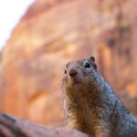 brown rodent on brown rock during daytime