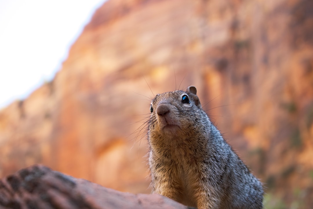 brown rodent on brown rock during daytime