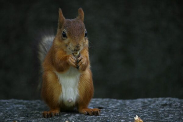 a squirrel is standing on its hind legs