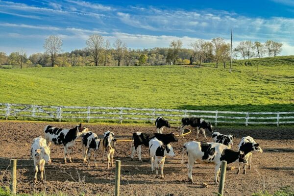 a herd of cattle standing on top of a dirt field