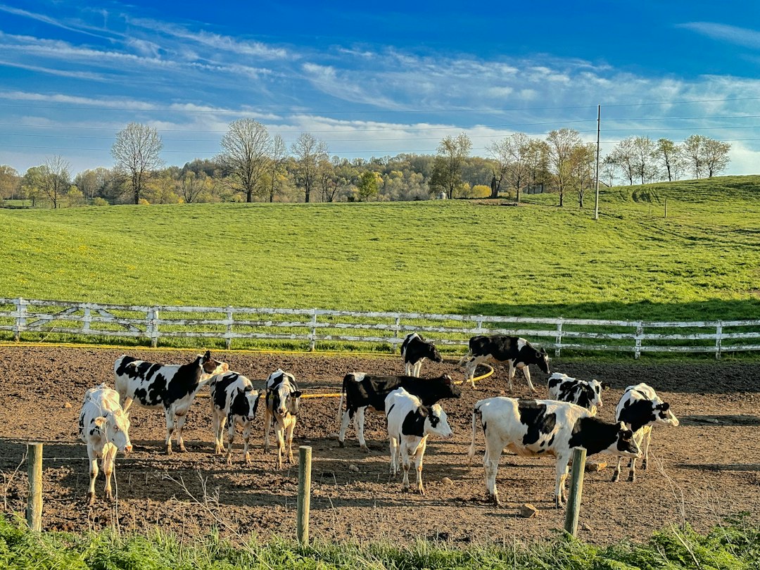 a herd of cattle standing on top of a dirt field