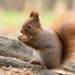 brown squirrel on tree branch during daytime